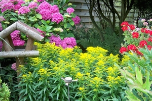 Solidago - Guldenroede en Verbena