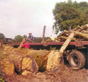 Bomen transport