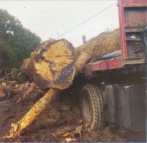 In de bomen