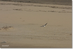 sized_Afbeelding 095