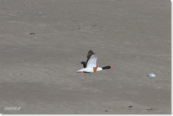 sized_Afbeelding 104