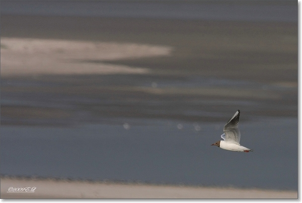 sized_Afbeelding 108