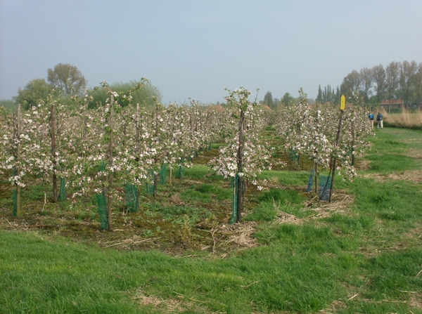 wandelingen mg-gooik-bornem-boekhoute-eksaarde 004