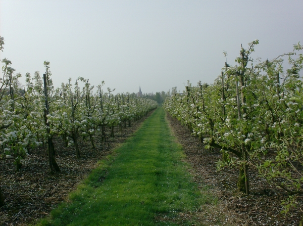 wandelingen mg-gooik-bornem-boekhoute-eksaarde 013