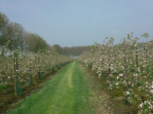 wandelingen mg-gooik-bornem-boekhoute-eksaarde 025