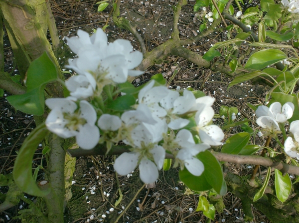 wandelingen mg-gooik-bornem-boekhoute-eksaarde 053