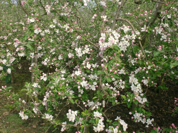 wandelingen mg-gooik-bornem-boekhoute-eksaarde 055
