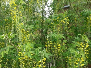 wandelingen mg-gooik-bornem-boekhoute-eksaarde 066