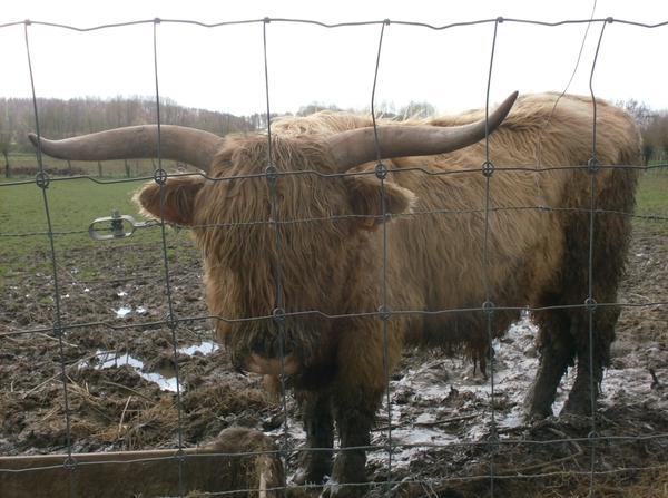 wandelingen mg-gooik-bornem-boekhoute-eksaarde 044