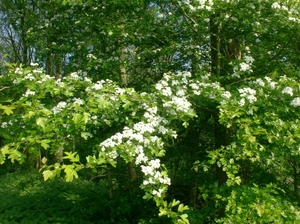 DENDERMONDE HERZELE SCHELLEBELLE 006