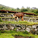 machu_picchu_auquenid