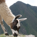 machu_picchu_llama