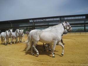 Reis Madrid en Andalusie 262