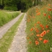 Flanders field