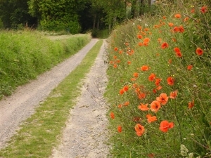 Flanders field