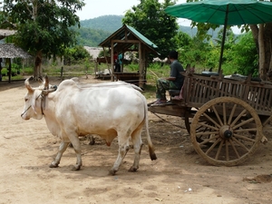 Thailand 2009 368