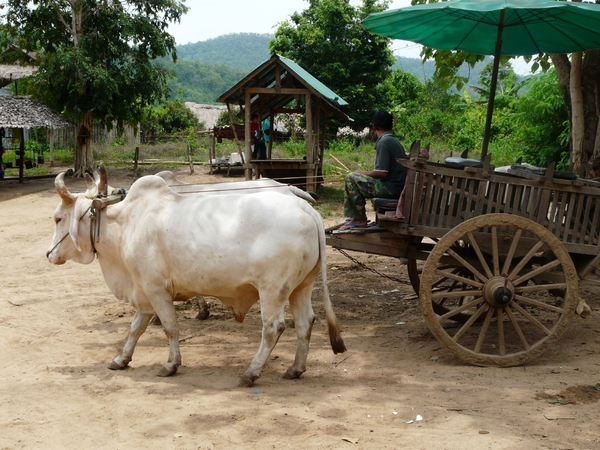 Thailand 2009 368