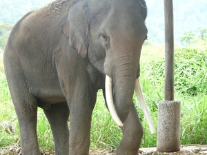 Thailand 2009 313
