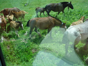 Wachten overstekende paarden op de baan