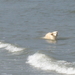 Hond zwemt in de zee