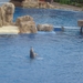 Seaworld