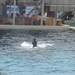 Seaworld