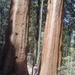 Sequoias