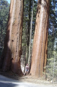 Sequoias