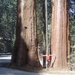 Sequoias