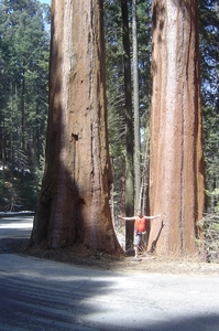 Sequoias