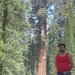 Sequoias