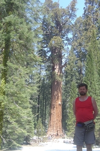 Sequoias