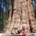 Sequoias