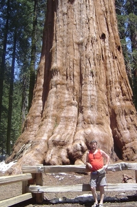 Sequoias