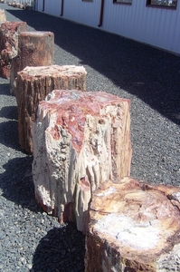 Petrified Forest