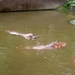 PICT0809