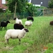 Schapen op het domein.