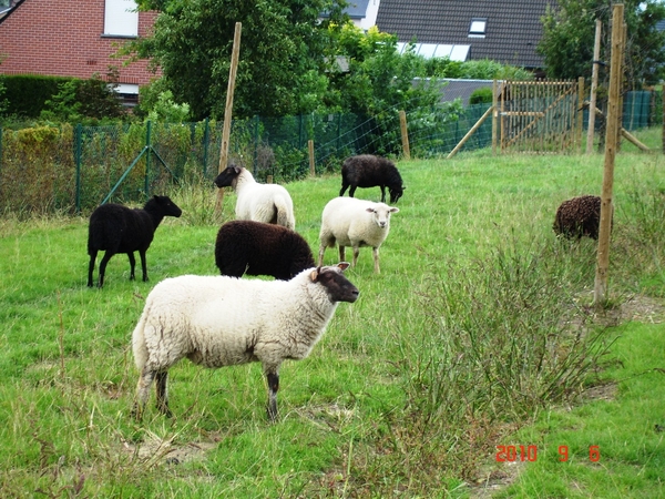 Schapen op het domein.