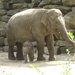 Aziatische olifant de kersverse moeder 