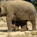Aziatische olifant met jong De trotse moeder