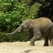 Aziatische olifanten een zandbad heerlijk.2