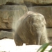 Aziatische olifanten een zandbad heerlijk.5