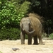 Aziatische olifanten een zandbad heerlijk