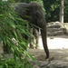 Aziatische olifanten.8