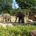 Aziatische olifanten12
