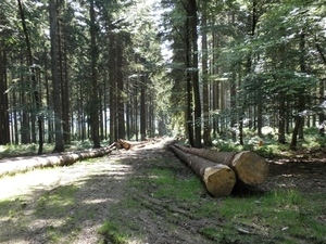 Montenau014 (Medium)