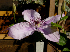 Clematis