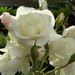 BILD0903