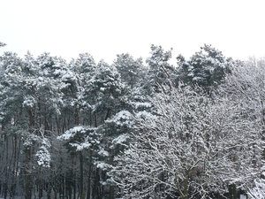 sneeuw 2008.6