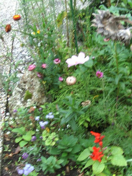 1 nov 09 006 zelfs salvia's bloeien nog